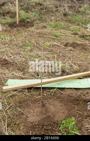 Albero Che Pianta, Valle Di Mourier, St. John, Jersey, Isole Del Canale. Foto Stock