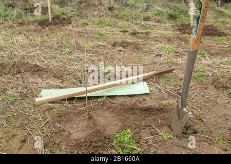 Albero Che Pianta, Valle Di Mourier, St. John, Jersey, Isole Del Canale. Foto Stock