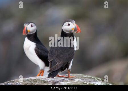 Atlantic Puffins, Fratercla arctica, due adulti in piedi sulla roccia. Isole Farne, Northumberland, Regno Unito. Foto Stock