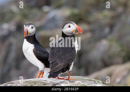 Atlantic Puffins, Fratercla arctica, due adulti in piedi sulla roccia. Isole Farne, Northumberland, Regno Unito. Foto Stock