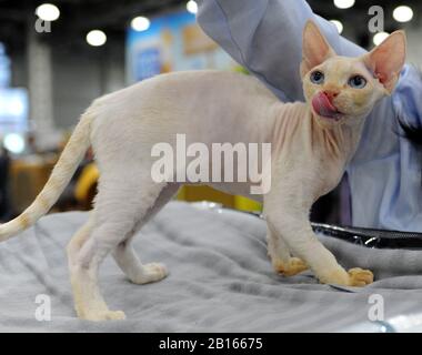 Sphynx gatto al Cat show di Mosca. Foto Stock