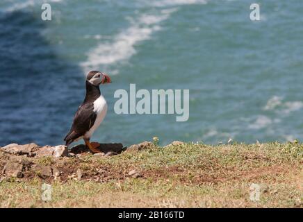 Atlantic Puffin, Fratercola arctica, singolo adulto in piedi sul bordo della scogliera. Skomer Island, Pembrokeshire, Galles, Regno Unito. Foto Stock