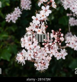 Rosa inverno fioritura ornamentale ciliegio fiore primo piano. Foto Stock