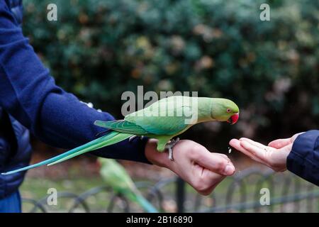 Femmina Rose ringnecked Parakeet da mangiare dalla mano dei turisti a Hyde Park, Londra. Foto Stock