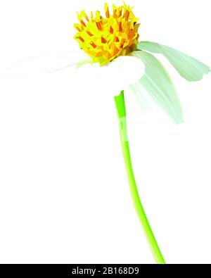 Bassa immagine di un collegamento a margherita Foto Stock