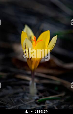 Crocus chrysanthus Zwanenburg fiore giallo bronzo Foto Stock
