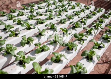 Lattuga verde che cresce sul sistema idroponico nella fattoria. Alimenti biologici, agricoltura e concetto di hydroponics Foto Stock