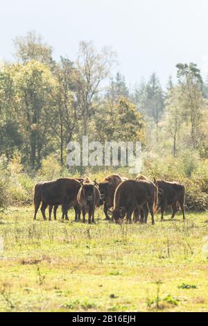 Mandria di bisonte europeo nel sito di rewilding a Holand. Foto Stock