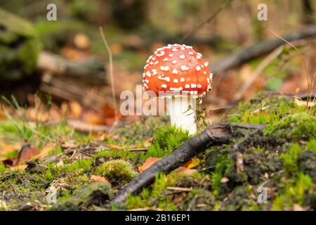 Sgabello da mosca agarico; un tipico / classico fungo velenoso del bosco. Foto Stock