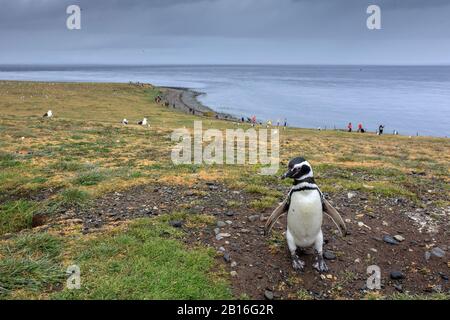 Un pinguino Magellanico cammina lungo l'isola di Magdalena durante la stagione di allevamento, Punta Arenas. Cile. Foto Stock