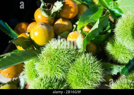 Castagne Dolci E Frutta Orientale Persimmon, Puglia, Italia Foto Stock