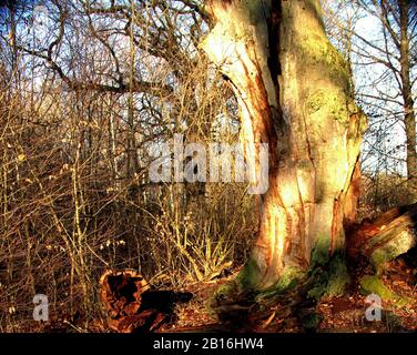 Morto e parzialmente scavato fuori quercia nella foresta primeval di Sababurg Foto Stock