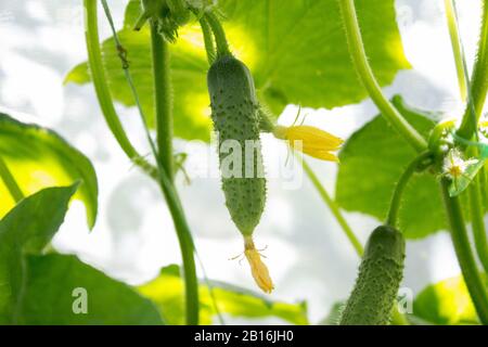 Agricoltura di fondo, cetriolo verde varietale cresce in una serra Foto Stock