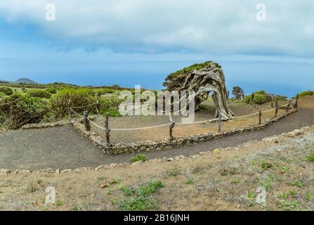 Gignarled Giant ginepro alberi ritorti da forti venti. I tronchi si insinuano a terra. El Sabinar, Isola Di El Hierro Foto Stock