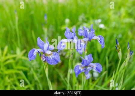 Viola e blu iris fiori primo piano su sfondo verde giardino. Giornata di sole. Molto ires. Grande fiore coltivato di iride con bearded Foto Stock