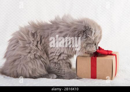 Scozzese Fold Highland Fold gatto e scatola regalo Foto Stock