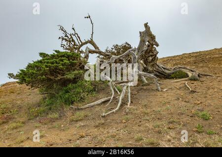 Gignarled Giant ginepro alberi ritorti da forti venti. I tronchi si insinuano a terra. El Sabinar, Isola Di El Hierro Foto Stock