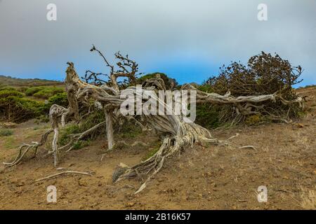 Gignarled Giant ginepro alberi ritorti da forti venti. I tronchi si insinuano a terra. El Sabinar, Isola Di El Hierro Foto Stock