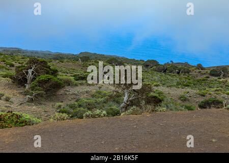 Gignarled Giant ginepro alberi ritorti da forti venti. I tronchi si insinuano a terra. El Sabinar, Isola Di El Hierro Foto Stock