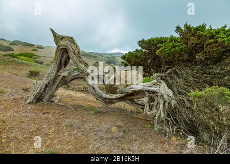 Gignarled Giant ginepro alberi ritorti da forti venti. I tronchi si insinuano a terra. El Sabinar, Isola Di El Hierro Foto Stock