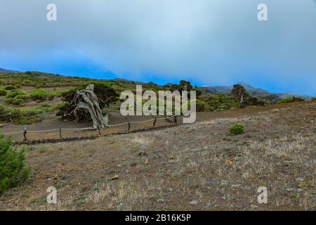 Gignarled Giant ginepro alberi ritorti da forti venti. I tronchi si insinuano a terra. El Sabinar, Isola Di El Hierro Foto Stock