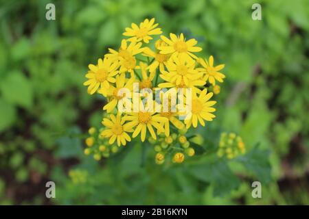 Gruppo di fioriture di alghe a Midewin National Tallgrass Prairie a Wilmington, Illinois Foto Stock