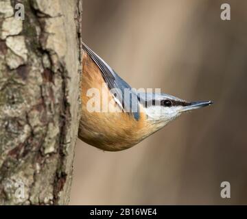 Nuthatch che si nutrirà su un tronco di albero Foto Stock