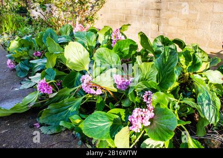 Un letto di confine di Bergenia crassifolia, aka cuore-lievito bergenia, o elefanti orecchie, con fiori rosa contro una parete di sabbia colorata Foto Stock