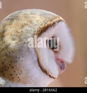 Fienile Owl Ritratto Isolato sullo sfondo Foto Stock