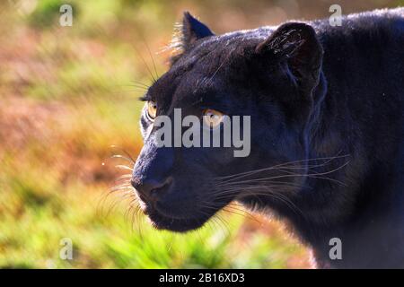 Ritratto ravvicinato di un leopardo nero Foto Stock