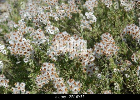 Cape Snow Bush conosciuto anche come Eriocephalus africanus, Kapokbossie o Wild Rosemary Foto Stock