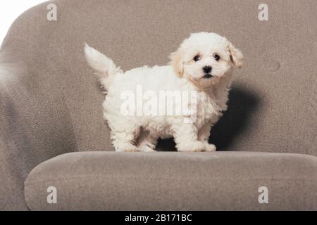 Cucciolo Havanese carino e bianco in piedi su poltrona Foto Stock