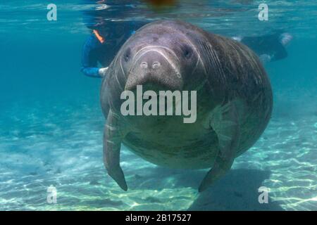 Un grande, amichevole, curioso, West Indian Manatee (trichechus manatus) si avvicina alla macchina fotografica. Citrus County è l'unico luogo in Florida dove la gente può Foto Stock