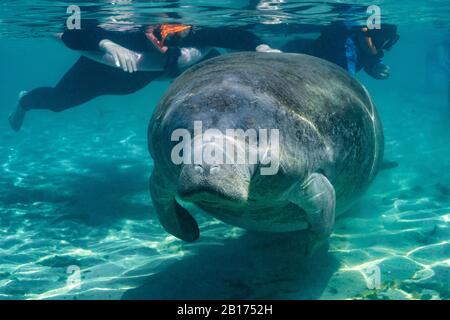 Un grande, amichevole, curioso, West Indian Manatee (trichechus manatus) si avvicina alla macchina fotografica. Citrus County è l'unico luogo in Florida dove la gente può Foto Stock