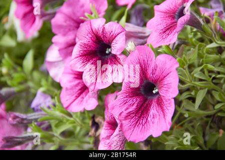 Pink Daddy Sugar petunias, primo piano Foto Stock