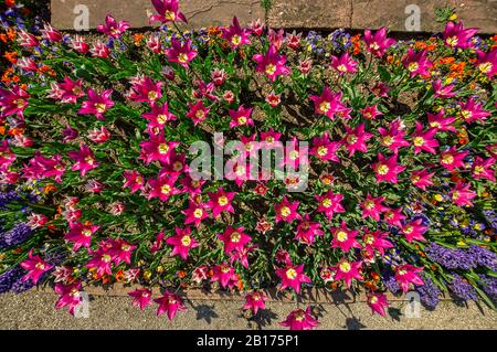 Fiore letto con fiori colorati rosso, vista dall'alto Foto Stock