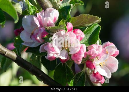 Un primo piano del Blossom su un albero di mele di James Grieve (Malus Domestica) nel sole Foto Stock