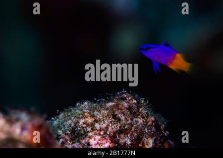 Un fagotto fairy, o una gramma reale, naviga la barriera corallina a Bonaire, Paesi Bassi. Il nome scientifico è gramma loreto. Foto Stock