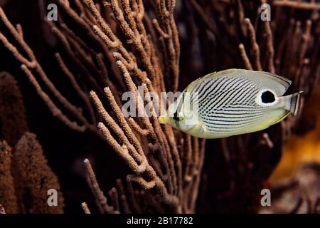 Un pesce farfalla foureye, Chaetodon capistratus, sulla barriera corallina di Bonaire, Paesi Bassi. Foto Stock