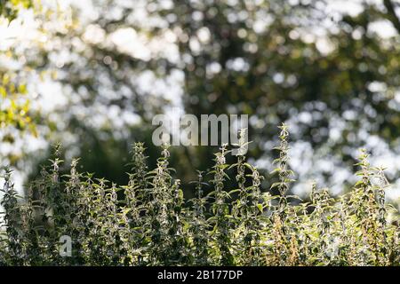 Un ceppo di Nettle comune, o Nettle Pungente, (Utica Dioica) Backlit e parzialmente In Ombra Foto Stock