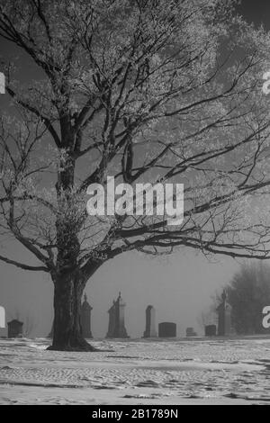 Nebbia inverno mattina in un cimitero con brina sugli alberi, bianco e nero verticale Foto Stock