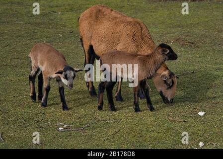 Gregge di pecore, pecore da camera, pecore da bambino, agnello, gemelli nel recinto all'aperto in fattoria biologica Foto Stock