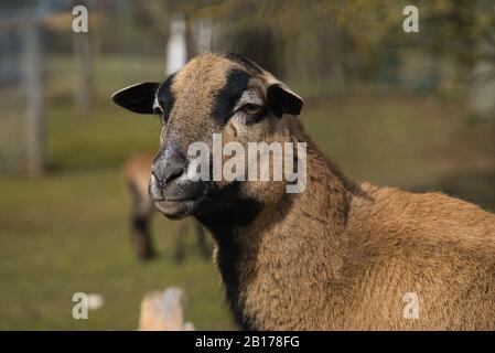 Gregge di pecore, pecore da camera, pecore da bambino, agnello, gemelli nel recinto all'aperto in fattoria biologica Foto Stock