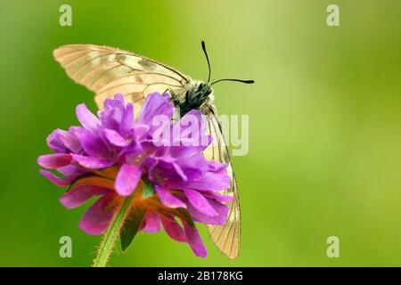 l'apollo nero (Parnassius mnemosyne), che si affaccia su un fiore, la Svizzera, il Vallese Foto Stock