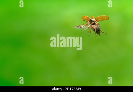 Comune Cockchafer, Maybug, Maybeetle (Melolontha melolontha), in volo, Paesi Bassi, Frisia, Delleboersterheide Foto Stock