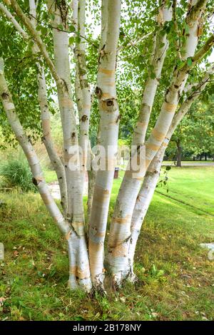 Betulla downy, betulla himalayana Barata bianca (Betula utilis 'Doorenbos', Betula utilis Doorenbos), cultivar Doorenbos, Germania Foto Stock