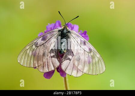 l'apollo nero (Parnassius mnemosyne), che si affaccia su un fiore, la Svizzera, il Vallese Foto Stock