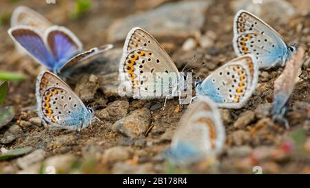 Blu argentato (Plebjus argus, Plebeius argus), gruppo di maschi che aspirano minerali dal suolo, Paesi Bassi, Frisia, Stuttebosch Foto Stock