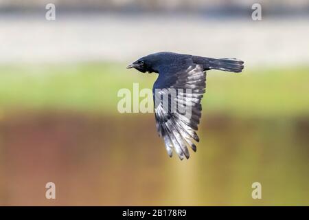 Carrion corrow (Corvus corone, Corvus corone corone), che sorvola un lago, in Belgio Foto Stock