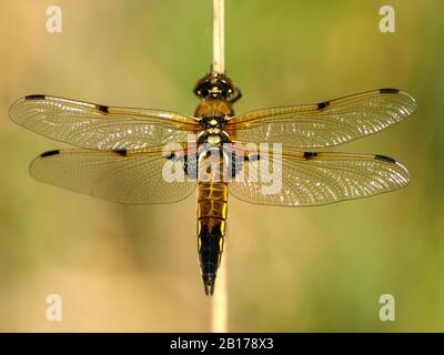 libellula a quattro macchie, chaser a quattro macchie, quattro punti (Libellula quadrimaculata), femmina, Olanda Foto Stock